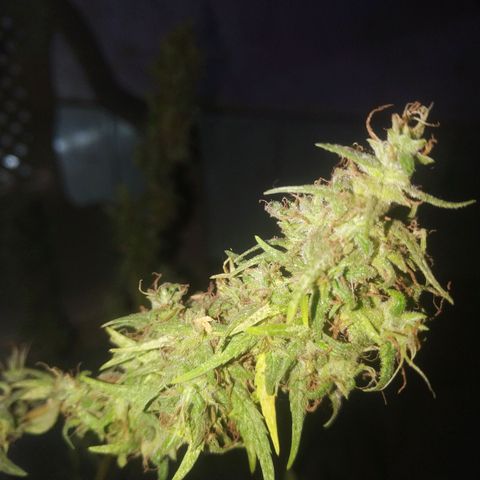 A mina ganjah (prensado) growlog timeline photo