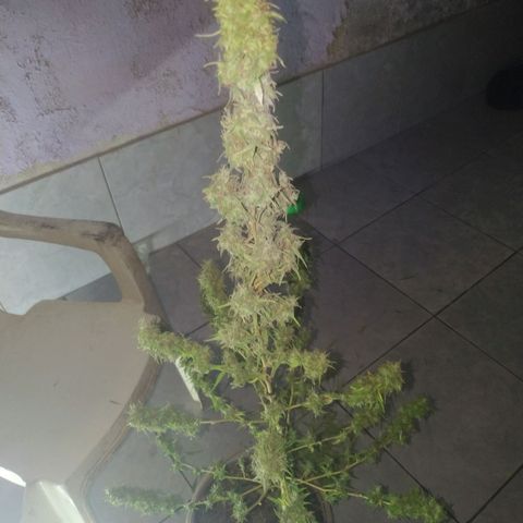A mina ganjah (prensado) growlog timeline photo