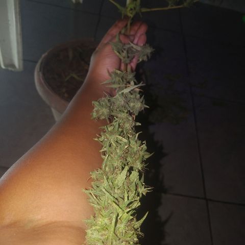 A mina ganjah (prensado) growlog timeline photo