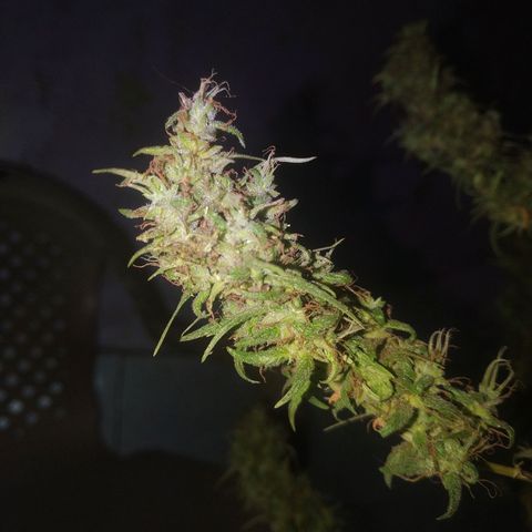 A mina ganjah (prensado) growlog timeline photo