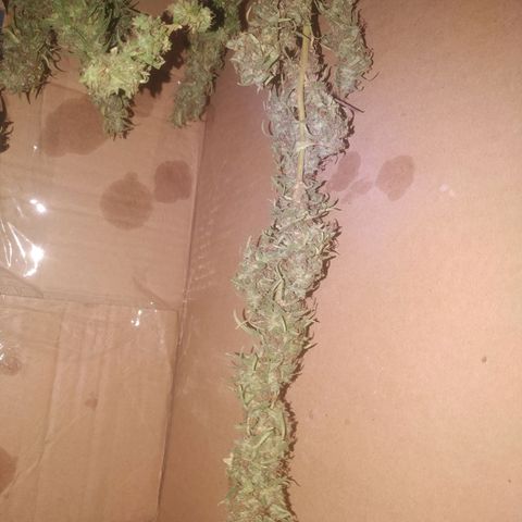 A mina ganjah (prensado) growlog timeline photo
