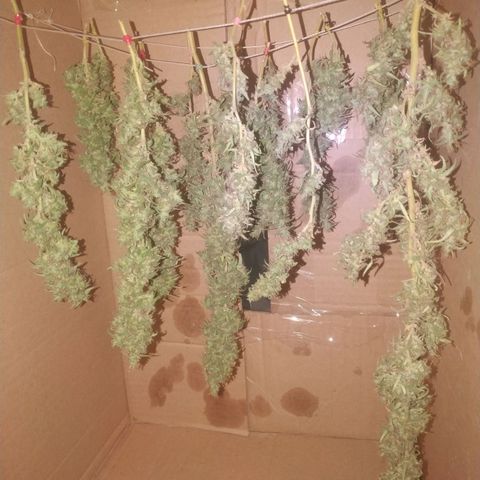 A mina ganjah (prensado) growlog timeline photo