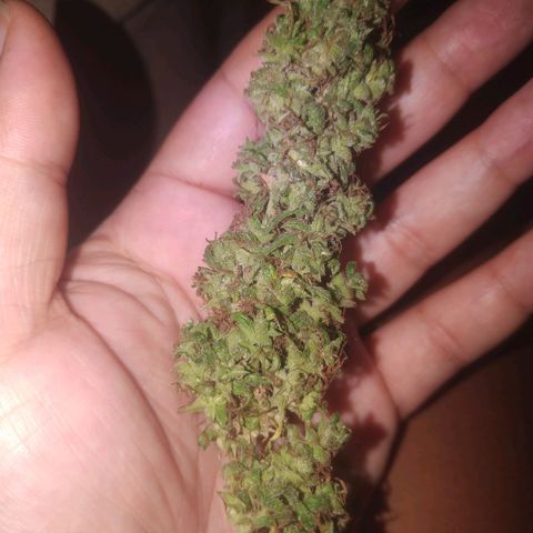 A mina ganjah (prensado) growlog timeline photo