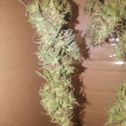 A mina ganjah (prensado) growlog timeline photo