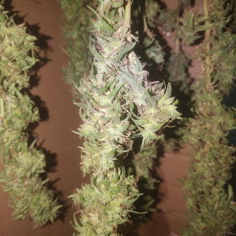 A mina ganjah (prensado) growlog timeline photo