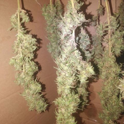 A mina ganjah (prensado) growlog timeline photo
