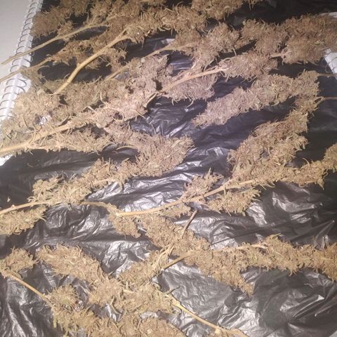 A mina ganjah (prensado) growlog timeline photo