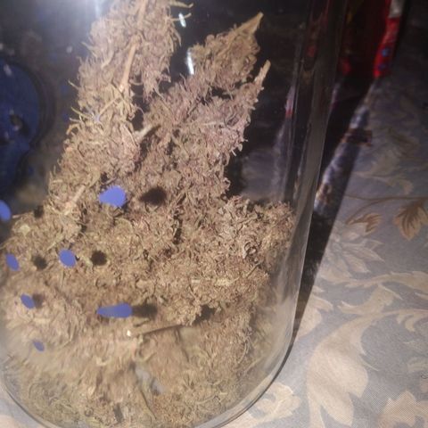 A mina ganjah (prensado) growlog timeline photo