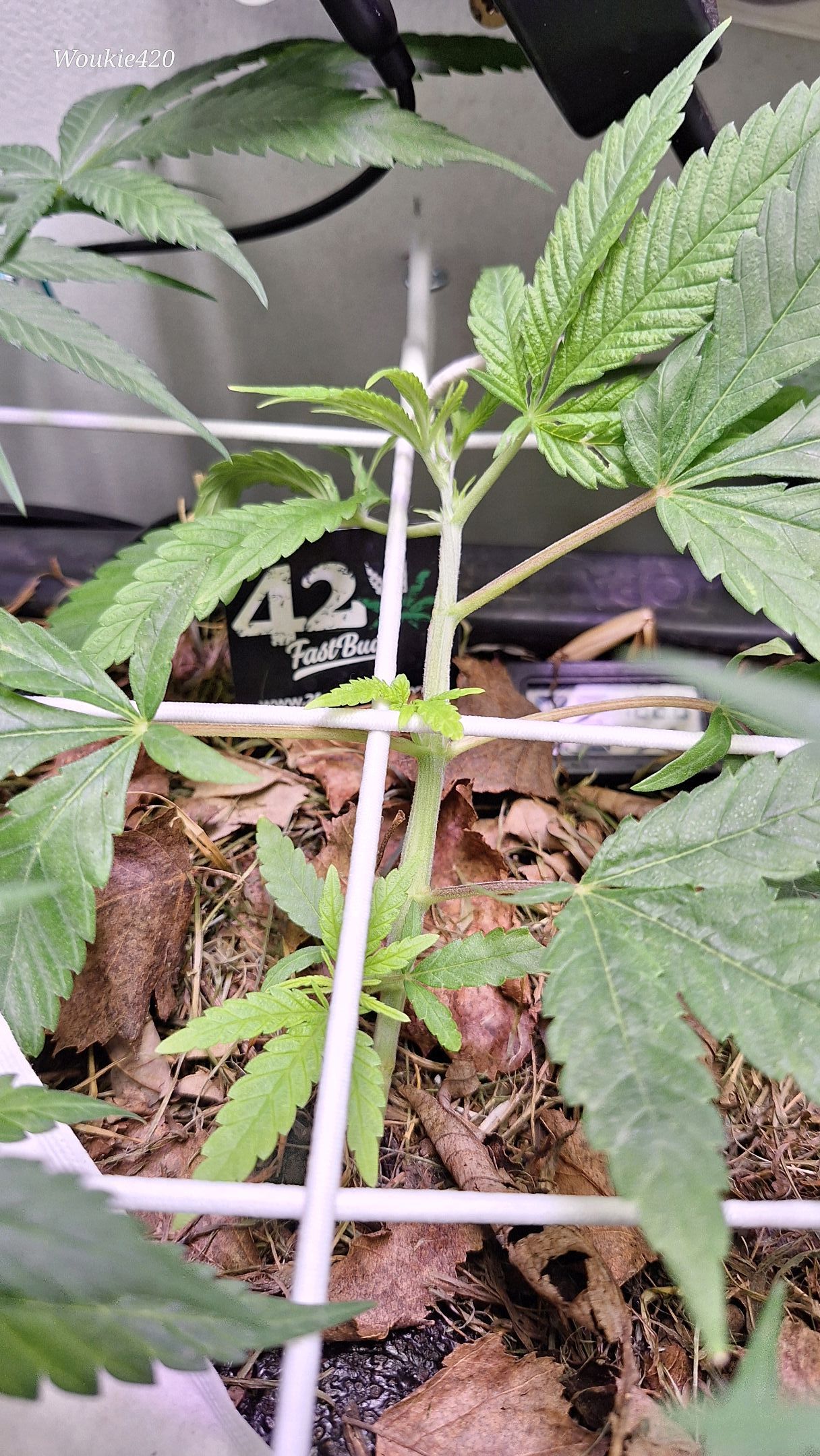 Wednesday 49-56 growlog header