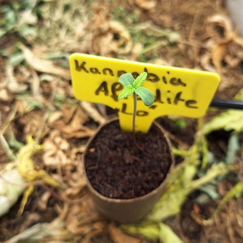 Lolitta 58-62 growlog timeline photo