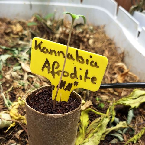 Madame Marmelade 58-62 growlog timeline photo