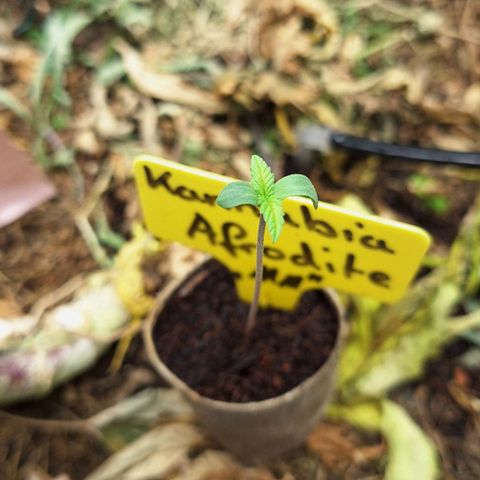 Madame Marmelade 58-62 growlog timeline photo