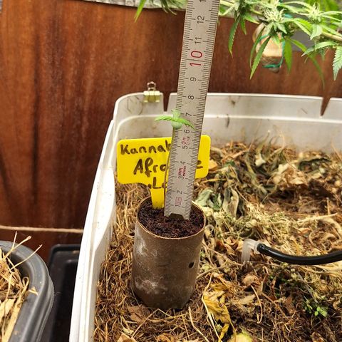 Lolitta 58-62 growlog timeline photo