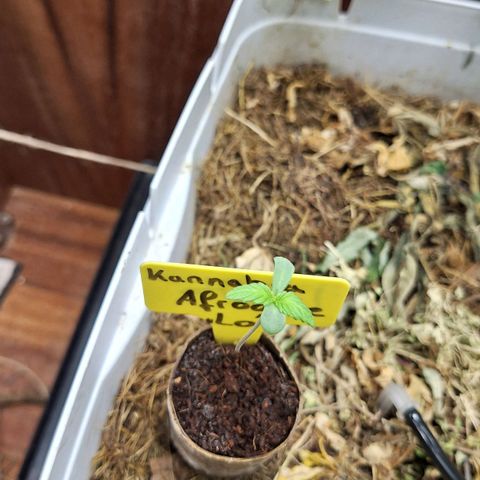 Lolitta 58-62 growlog timeline photo