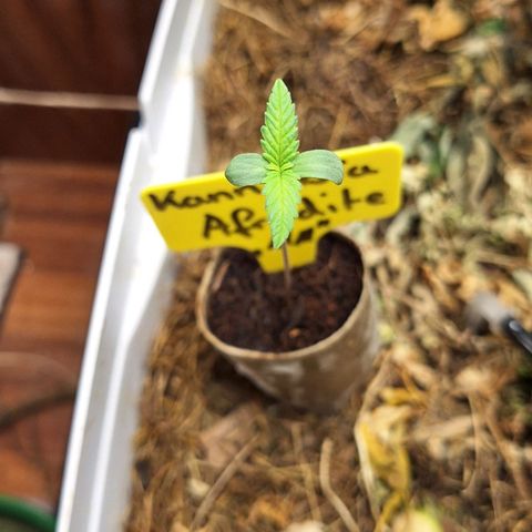 Madame Marmelade 58-62 growlog timeline photo