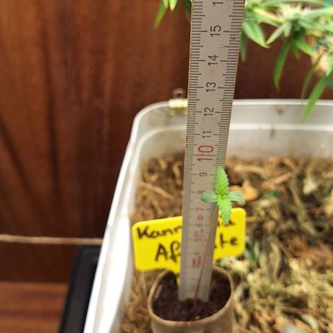 Madame Marmelade 58-62 growlog timeline photo