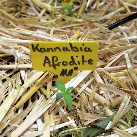 Lolitta 58-62 growlog photo: UMTOPFEN 