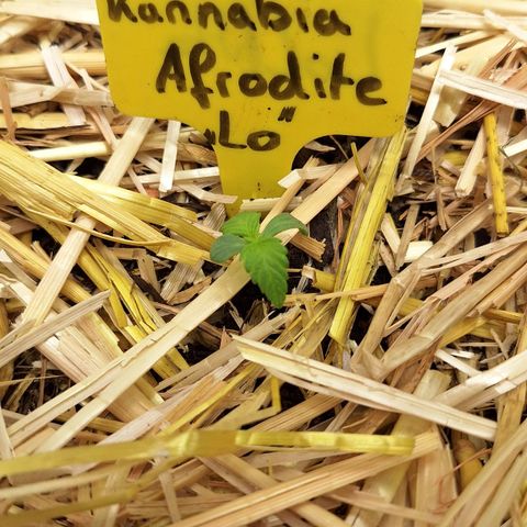 Lolitta 58-62 growlog photo: UMTOPFEN 