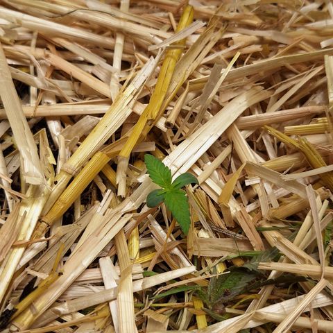 Lolitta 58-62 growlog photo: UMTOPFEN 