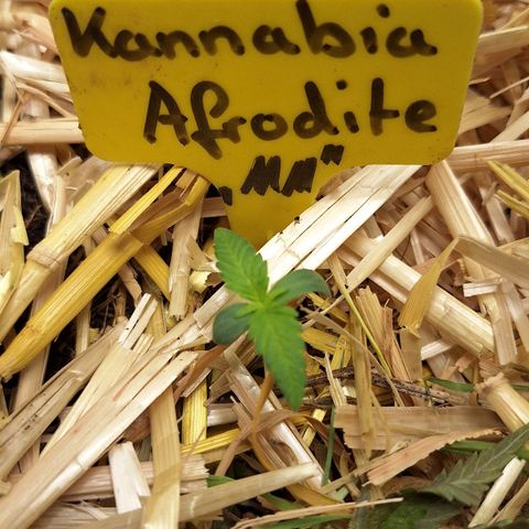 Madame Marmelade 58-62 growlog timeline photo