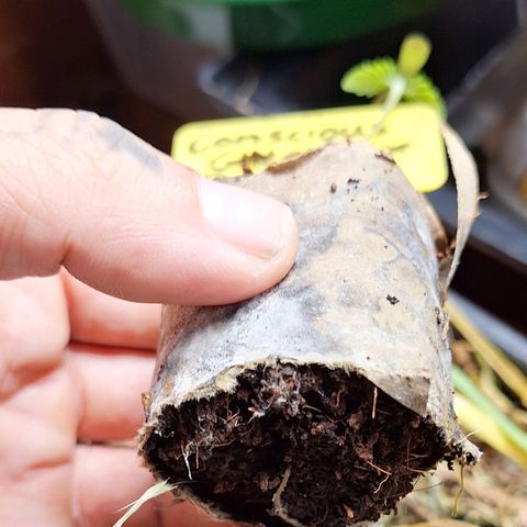 Madame Marmelade 58-62 growlog timeline photo