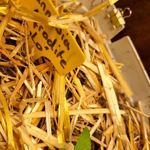 Lolitta 58-62 growlog timeline photo