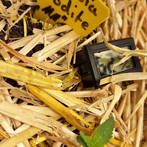Madame Marmelade 58-62 growlog photo: schlechtes Foto, aber wenig Zeit gehabt.