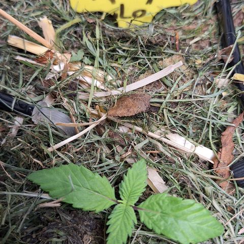 Lolitta 58-62 growlog timeline photo