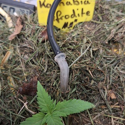 Madame Marmelade 58-62 growlog timeline photo