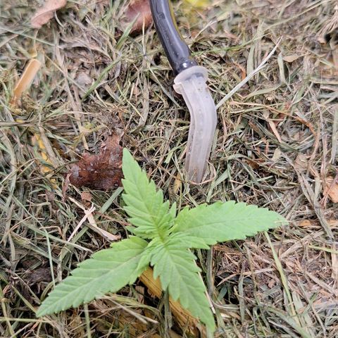 Madame Marmelade 58-62 growlog timeline photo