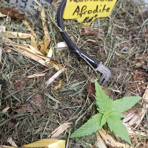 Madame Marmelade 58-62 growlog timeline photo