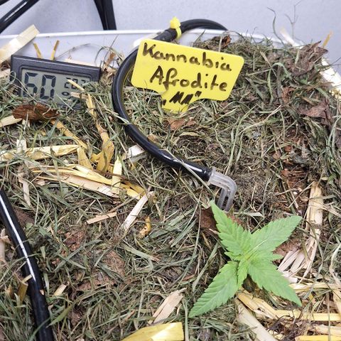 Madame Marmelade 58-62 growlog timeline photo