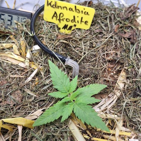 Madame Marmelade 58-62 growlog timeline photo
