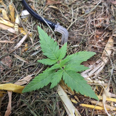 Madame Marmelade 58-62 growlog timeline photo