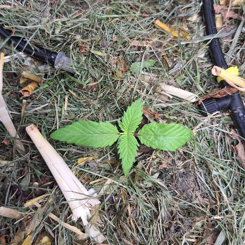 Lolitta 58-62 growlog timeline photo