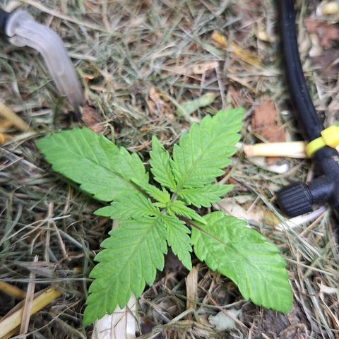 Lolitta 58-62 growlog timeline photo