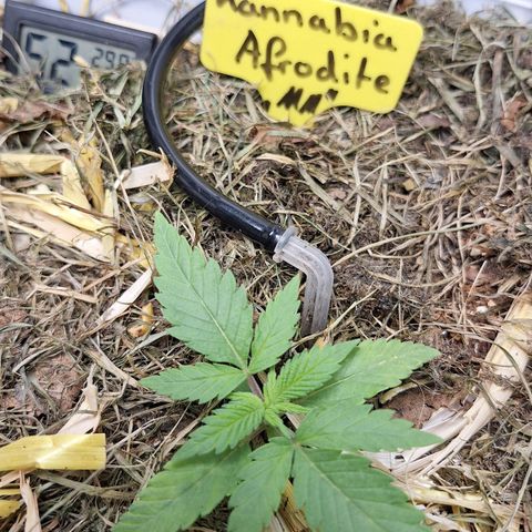 Madame Marmelade 58-62 growlog timeline photo
