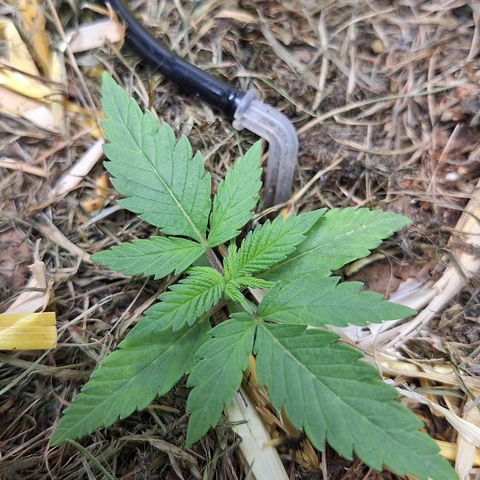 Madame Marmelade 58-62 growlog timeline photo