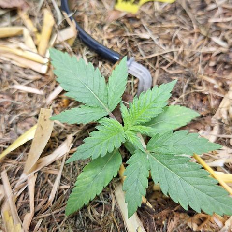 Madame Marmelade 58-62 growlog timeline photo