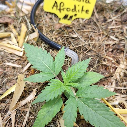 Madame Marmelade 58-62 growlog timeline photo