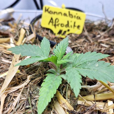 Madame Marmelade 58-62 growlog timeline photo