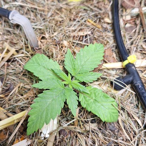 Lolitta 58-62 growlog timeline photo