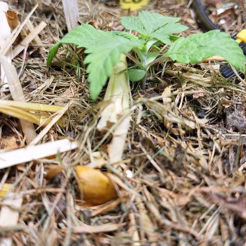 Lolitta 58-62 growlog timeline photo