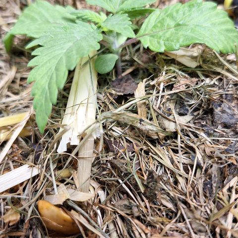 Lolitta 58-62 growlog timeline photo