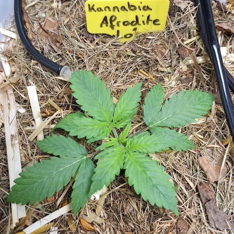 Lolitta 58-62 growlog timeline photo