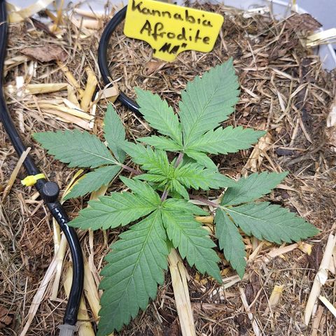 Madame Marmelade 58-62 growlog timeline photo