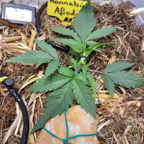 Madame Marmelade 58-62 growlog photo: And a little bit more into the Strech.