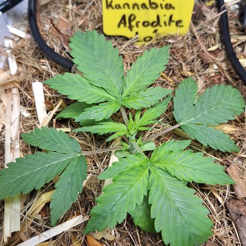Lolitta 58-62 growlog timeline photo