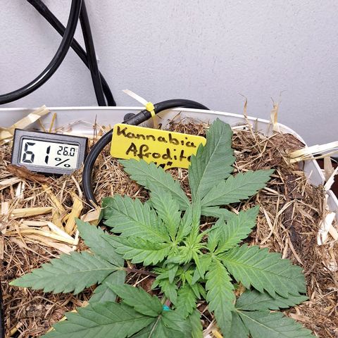 Madame Marmelade 58-62 growlog timeline photo
