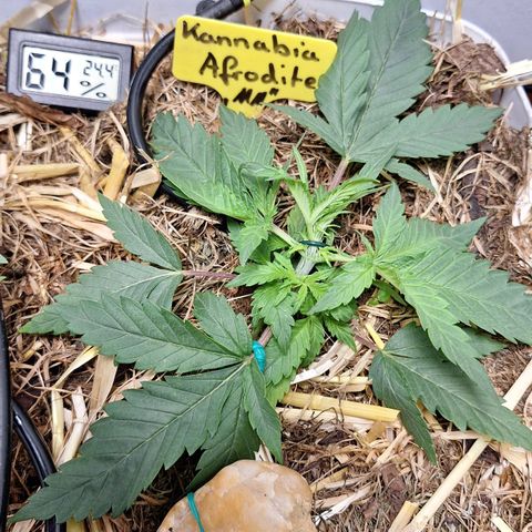 Madame Marmelade 58-62 growlog timeline photo